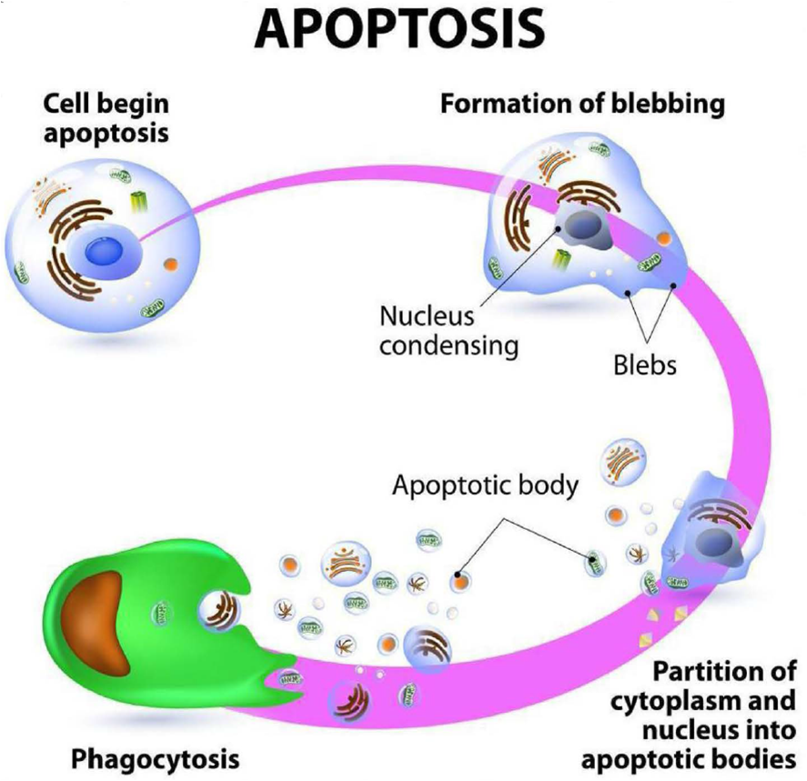 Effetto che riduce il grasso