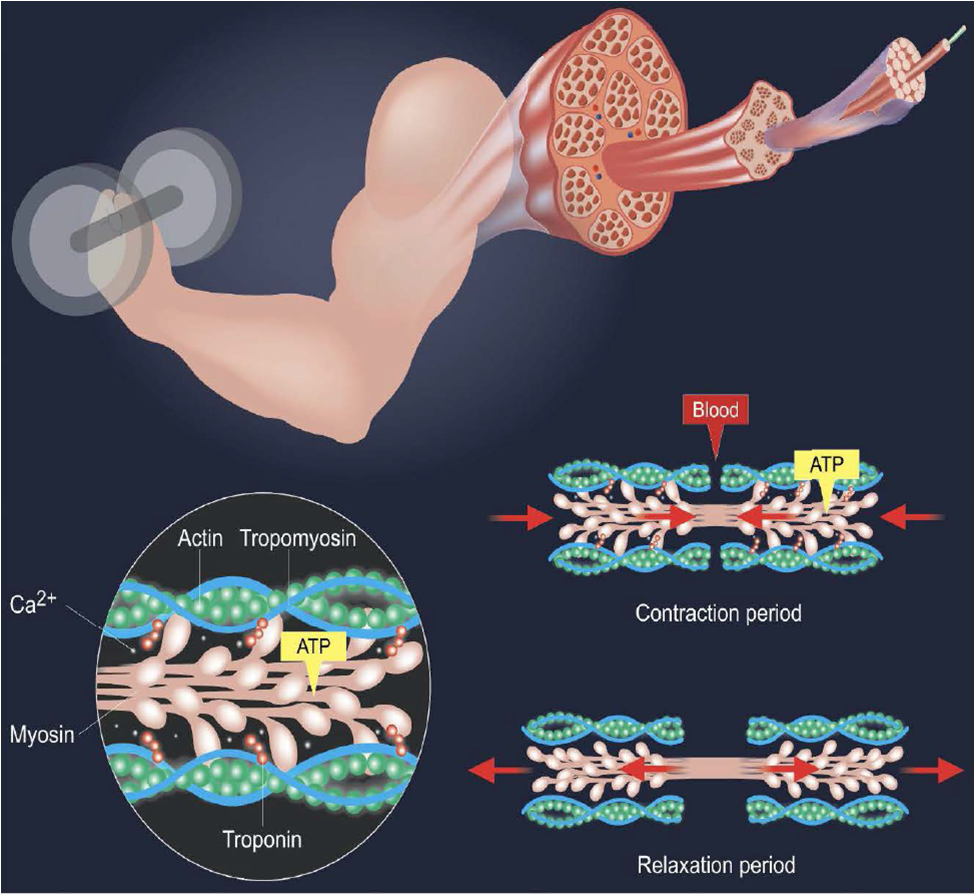 Effetto crescente muscolare